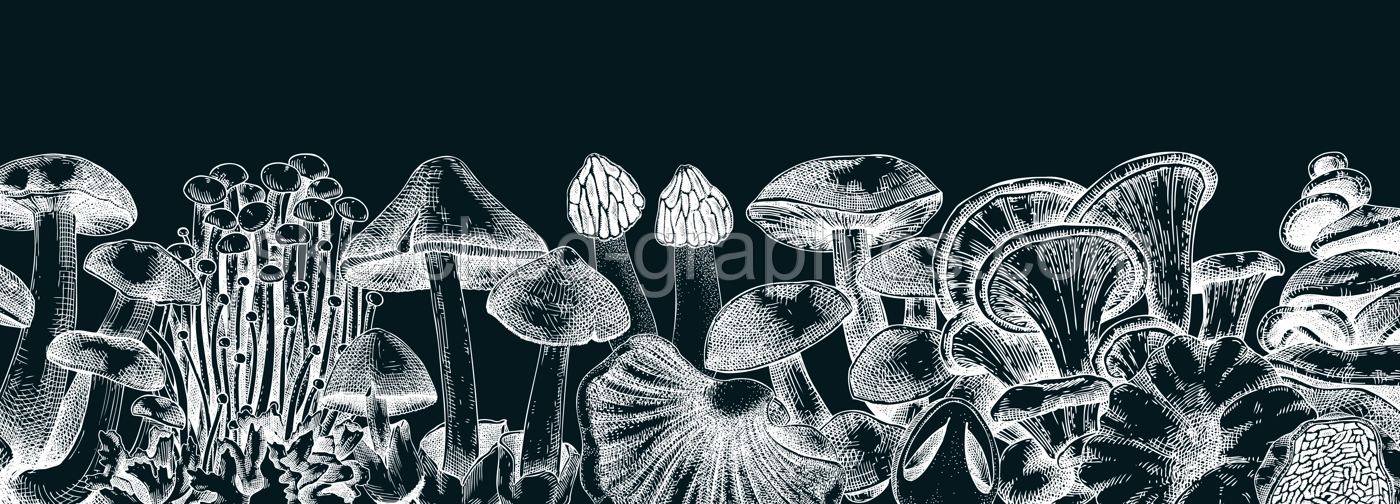 Edible mushrooms vector border on chalkboard. Vintage autumn forest plant banner. Fall banner design with hand drawn fungi sketches. Healthy food, fungal protein vector illustration for print  Illustration